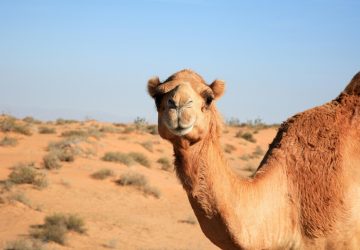 saj-shafique-de7Zqg3j3FI-unsplash saj-shafique-de7Zqg3j3FI-unsplash